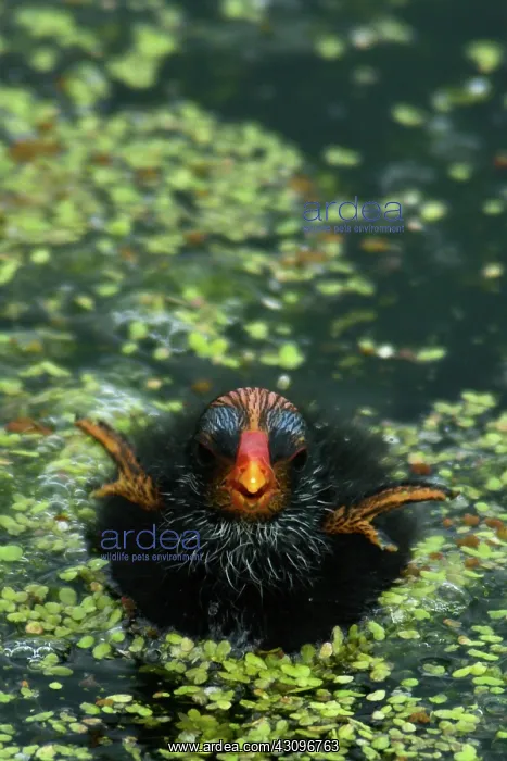 : Common Moorhen chick : Common Moorhen chick