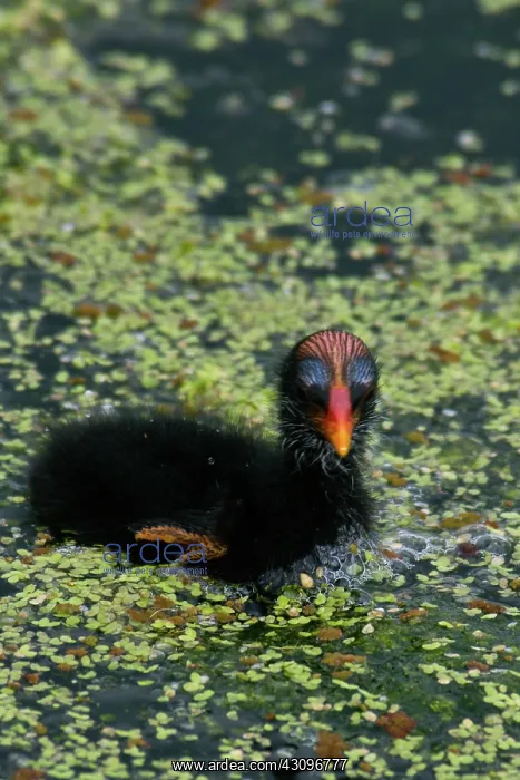 : Common Moorhen chick : Common Moorhen chick