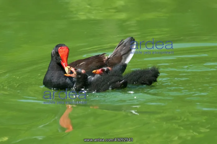 : Common Moorhen with Chicks : Common Moorhen with Chicks