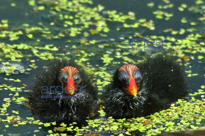 : Common Moorhen chicks : Common Moorhen chicks
