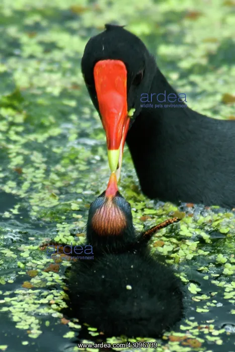 : Common Moorhen feeding chick : Common Moorhen feeding chick