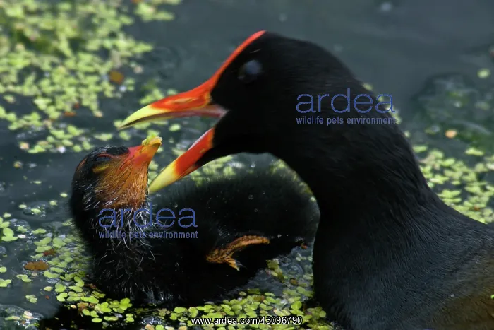 : Common Moorhen feeding chick : Common Moorhen feeding chick