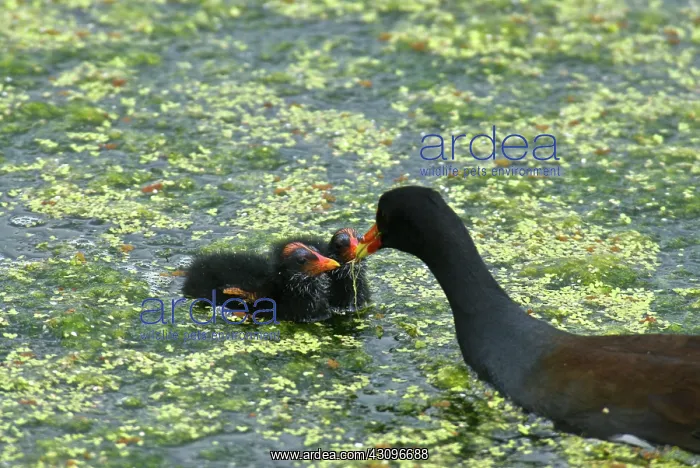 : Common Moorhen feeding chicks : Common Moorhen feeding chicks