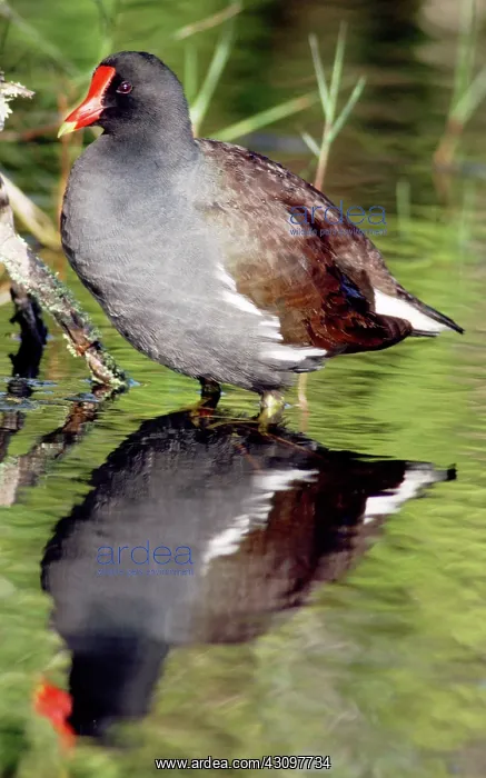: Common Moorhen (Gallinula chloropus) : Common Moorhen (Gallinula chloropus)