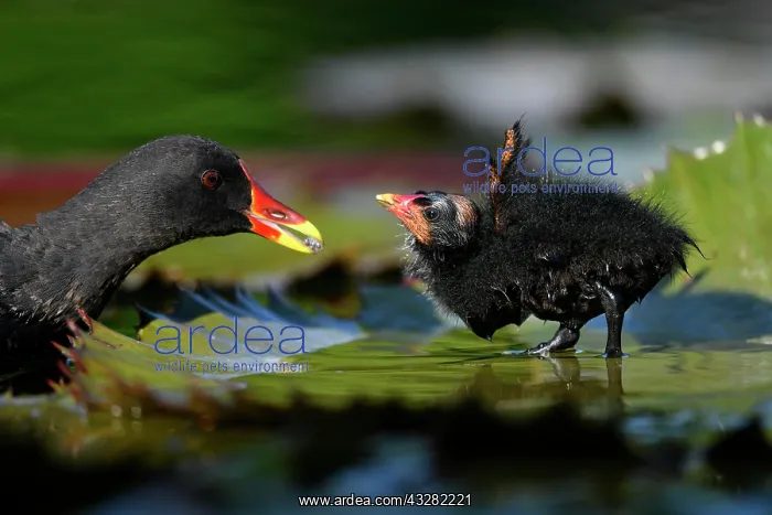 : Common moorhen (Gallinula chloropus ), young animal : Common moorhen (Gallinula chloropus ), young animal