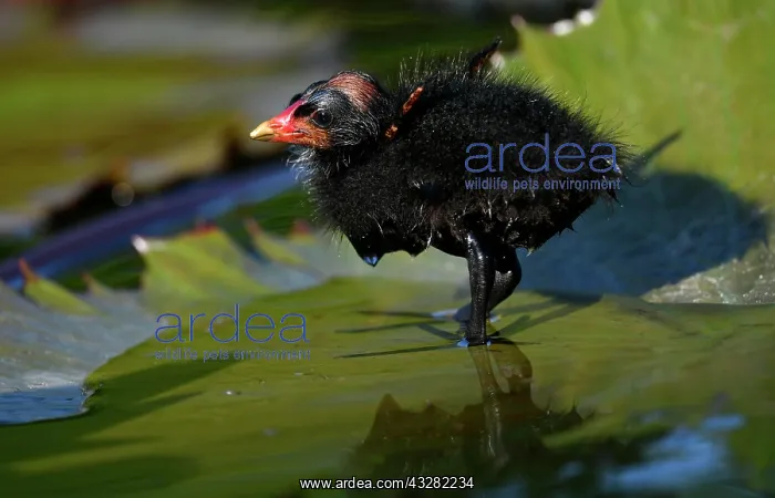 : Common moorhen (Gallinula chloropus ), young animal : Common moorhen (Gallinula chloropus ), young animal