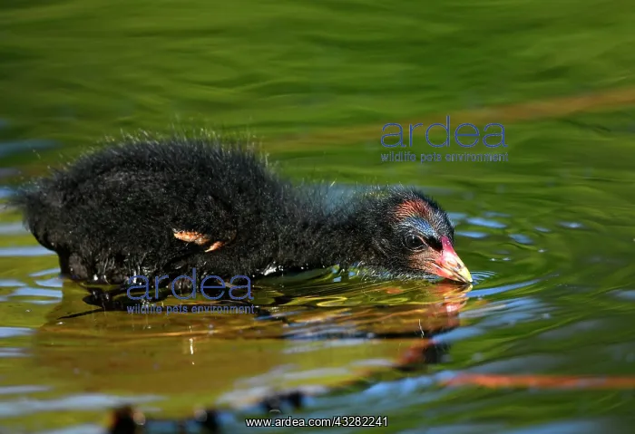 : Common moorhen (Gallinula chloropus ), young animal : Common moorhen (Gallinula chloropus ), young animal