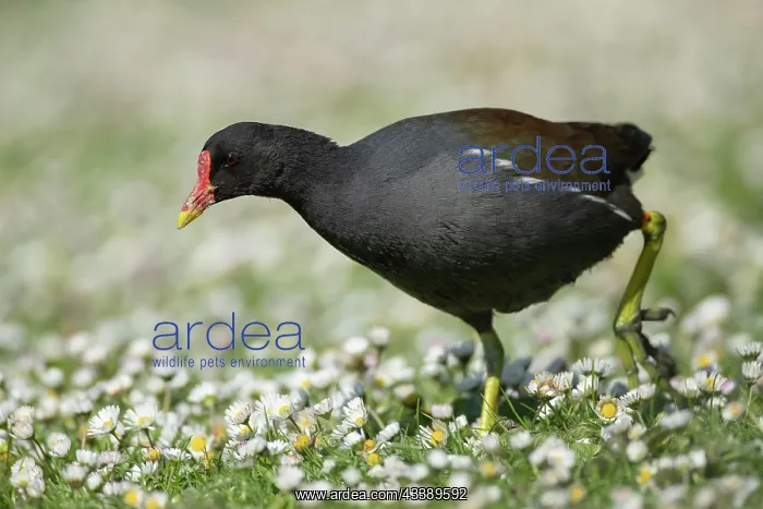 : Common moorhen (Gallinula chloropus) adult bird : Common moorhen (Gallinula chloropus) adult bird