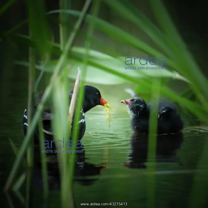: Common moorhen (Gallinula chloropus) with chicks : Common moorhen (Gallinula chloropus) with chicks