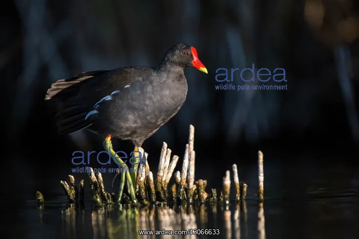 : Common Moorhen (Gallinula chloropus), Ciudad real : Common Moorhen (Gallinula chloropus), Ciudad real