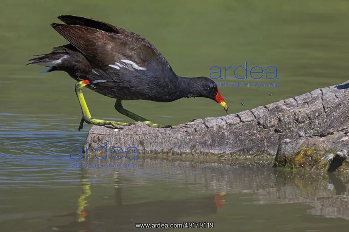 : Common moorhen (gallinula chloropus) ~ eating a spider over trunk on lake ~ Camargue : Common moorhen (gallinula chloropus) ~ eating a spider over trunk on lake ~ Camargue