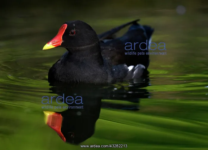 : Common moorhen (Gallinula chloropus), floats in : Common moorhen (Gallinula chloropus), floats in