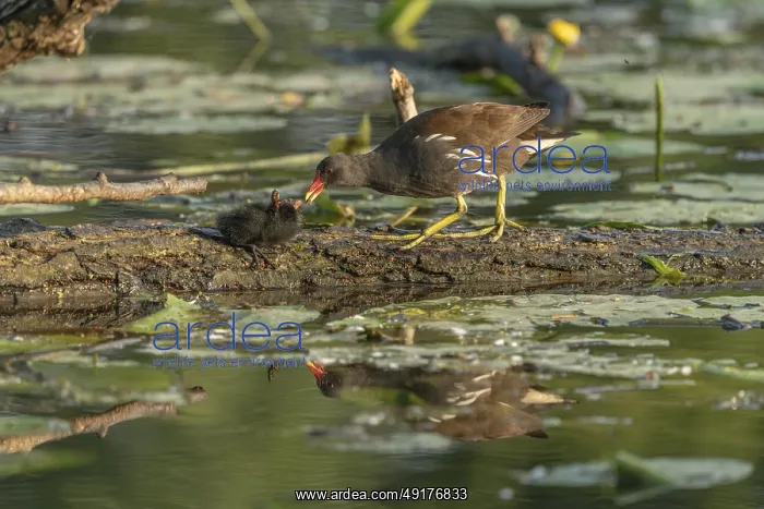: A common moorhen (Gallinula chloropus) provides food for its two-week-old young owl : A common moorhen (Gallinula chloropus) provides food for its two-week-old young owl