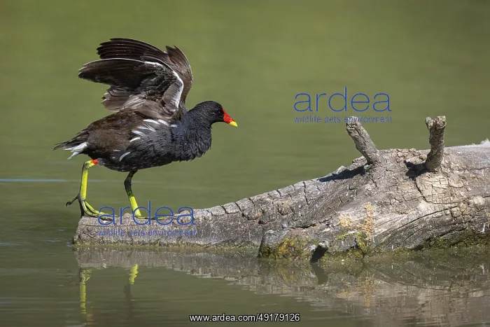 : Common moorhen (gallinula chloropus) ~ walking over trunk on lake ~ Camargue : Common moorhen (gallinula chloropus) ~ walking over trunk on lake ~ Camargue