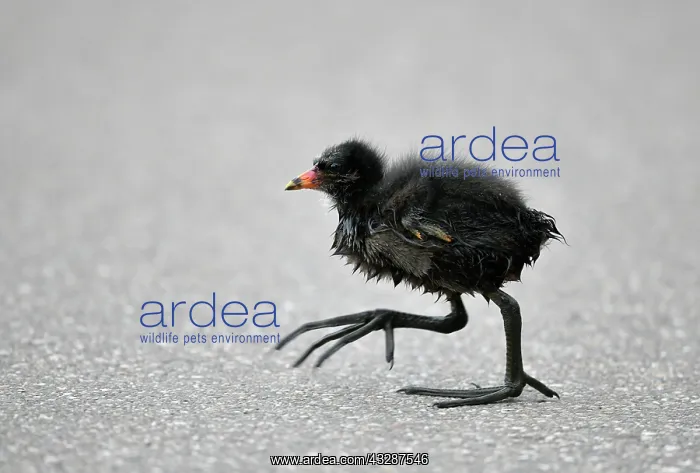 : Common moorhen (Gallinula chloropus), young animal : Common moorhen (Gallinula chloropus), young animal