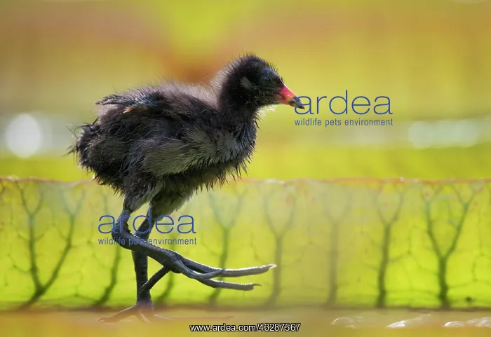 : Common moorhen (Gallinula chloropus), young animal : Common moorhen (Gallinula chloropus), young animal