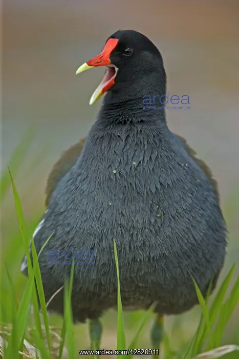 : Common Moorhen Male : Common Moorhen Male