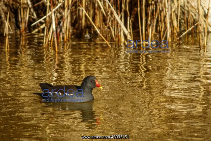 : Common Moorhen - on marsh - Castilla la Mancha, Spain : Common Moorhen - on marsh - Castilla la Mancha, Spain