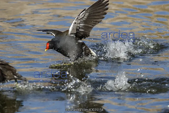  : Common Moorhen - on marsh - Castilla la Mancha, Spain