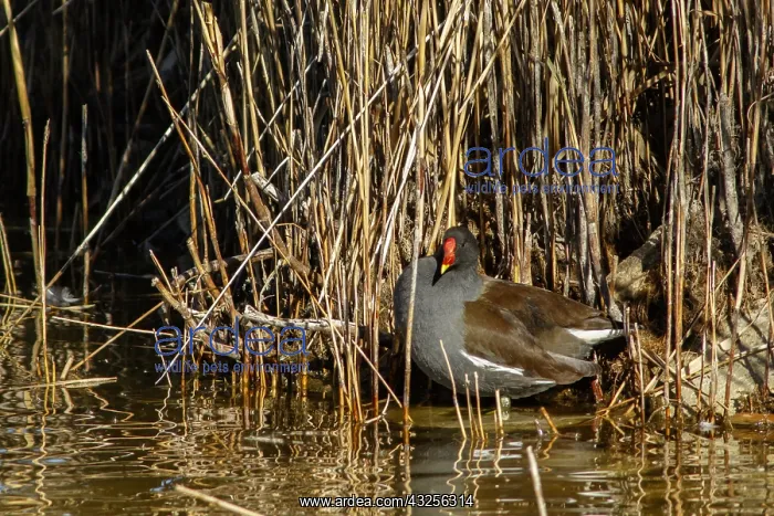 : Common Moorhen - on marsh - Castilla la Mancha, Spain : Common Moorhen - on marsh - Castilla la Mancha, Spain