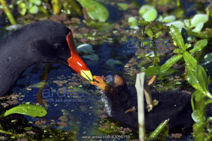 : Common Moorhen Mother & Chick : Common Moorhen Mother & Chick
