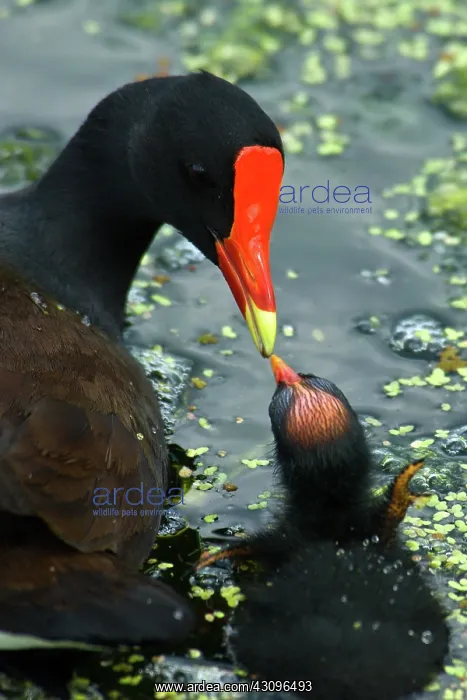 : Common Moorhen mother with chick : Common Moorhen mother with chick