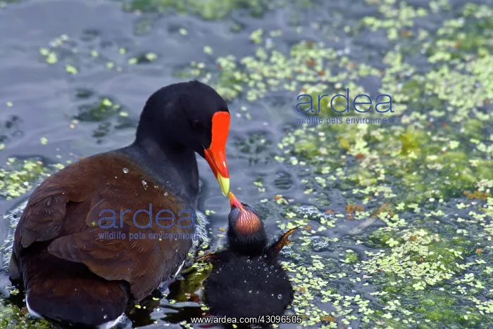 : Common Moorhen mother with chick : Common Moorhen mother with chick