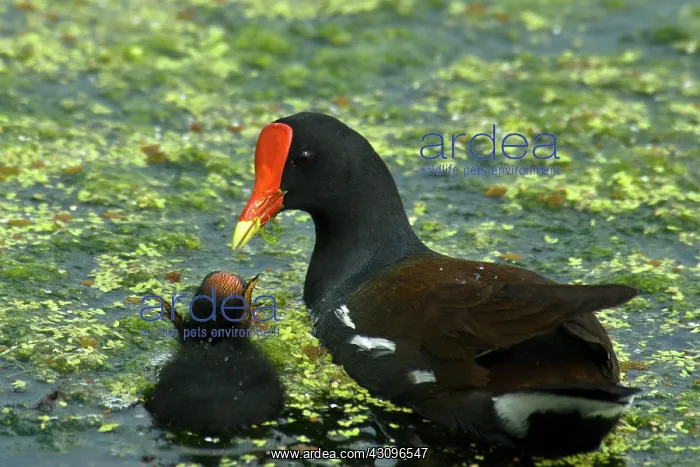 : Common Moorhen mother with chick : Common Moorhen mother with chick