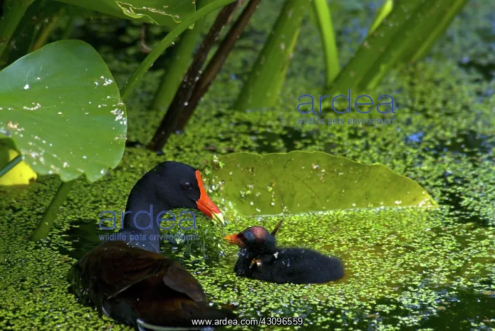 : Common Moorhen mother with chick : Common Moorhen mother with chick