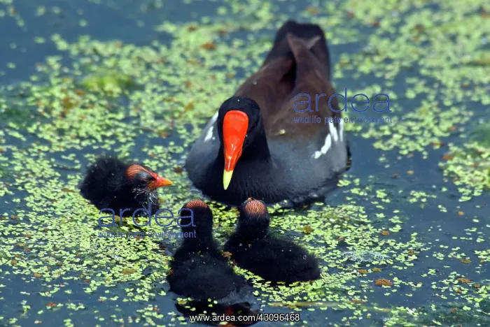 : Common Moorhen mother with chicks : Common Moorhen mother with chicks