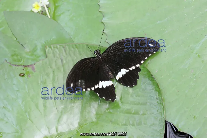 : Common Mormon - butterfly resting on waterlily pads : Common Mormon - butterfly resting on waterlily pads