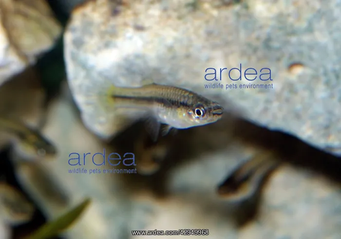 : Common Mosquito Fish - Fresh and brackinsh waters : Common Mosquito Fish - Fresh and brackinsh waters