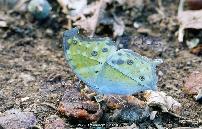 : Common Mother of Pearl Butterfly : Common Mother of Pearl Butterfly