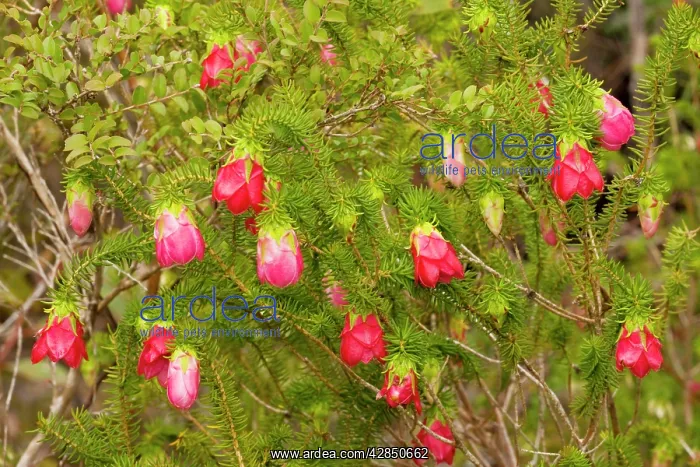 : Common Mountain Bell : Common Mountain Bell
