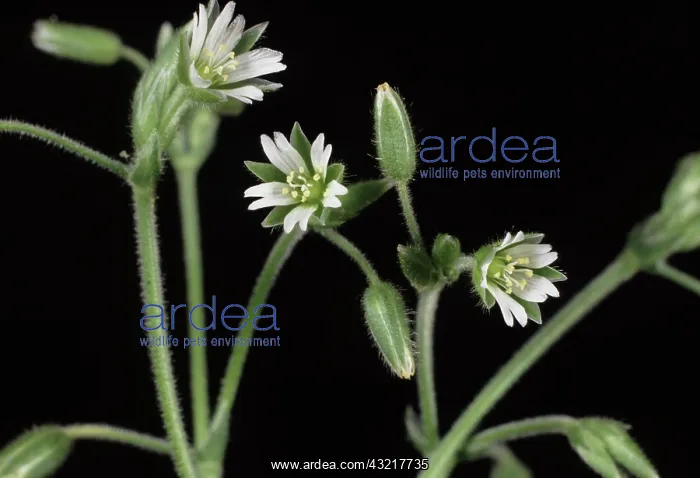  : Common mouse-ear