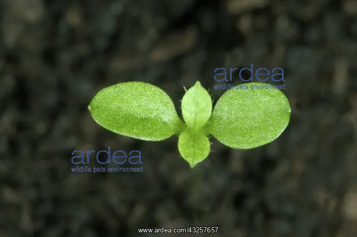 : Common mouse-ear chickweed : Common mouse-ear chickweed