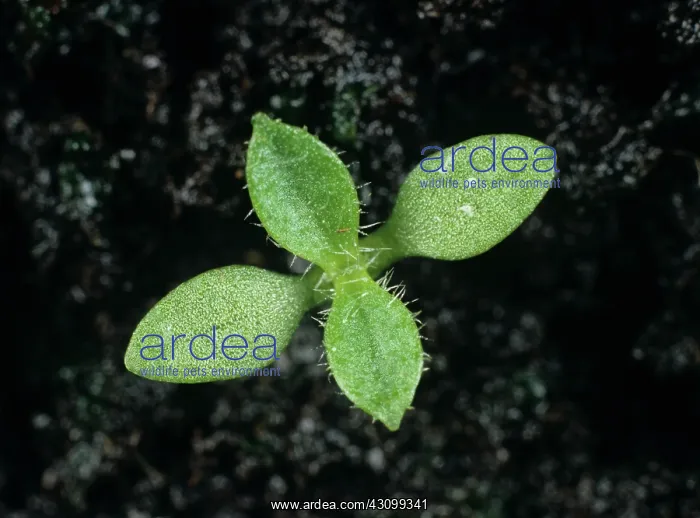 : Common mouse-ear seedling : Common mouse-ear seedling