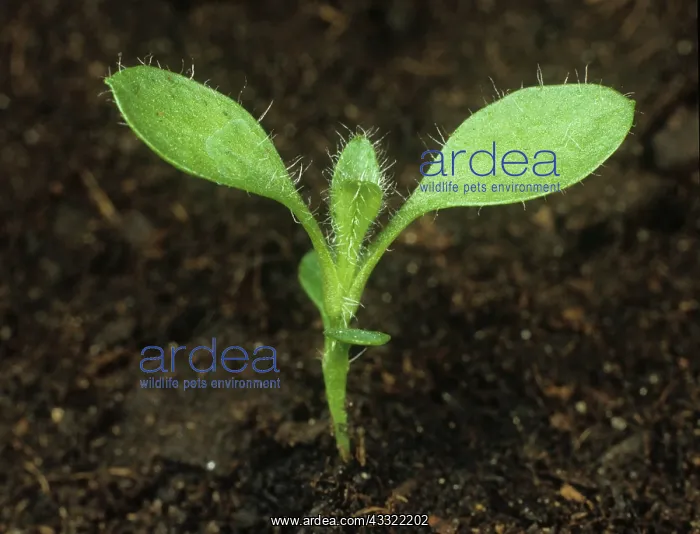: Common mouse-ear seedling : Common mouse-ear seedling