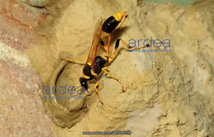 : Common mud-dauber wasp - female adding cell to : Common mud-dauber wasp - female adding cell to