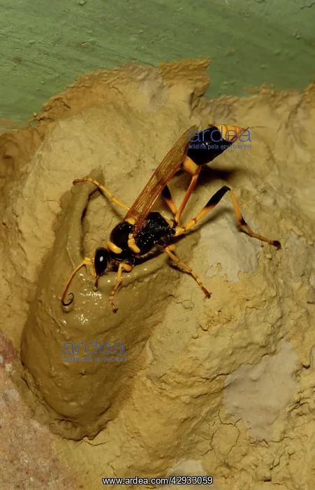 : Common mud-dauber wasp - female adding cell to : Common mud-dauber wasp - female adding cell to