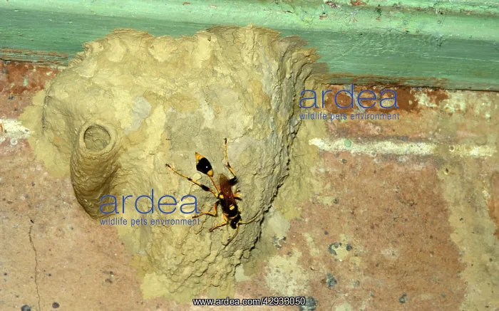 : Common mud-dauber wasp - female building nest : Common mud-dauber wasp - female building nest