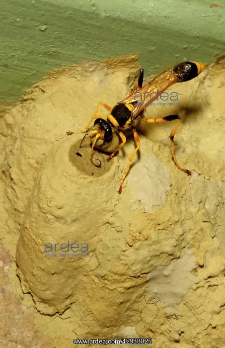 : Common mud-dauber wasp - female closing a cell : Common mud-dauber wasp - female closing a cell