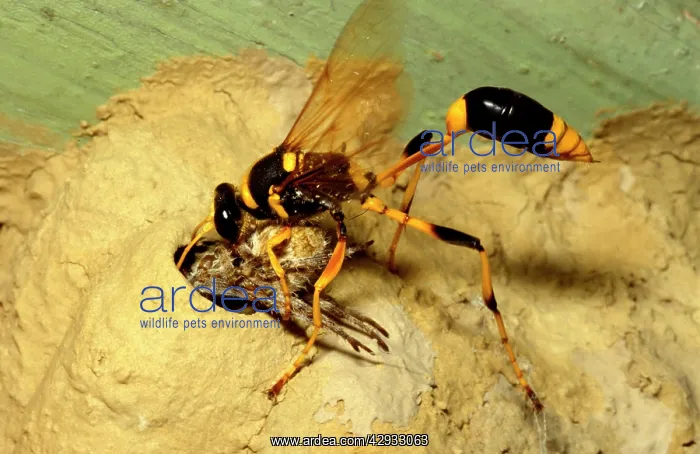  : Common mud-dauber wasp - female storing a paralysed