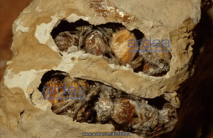 : Common mud-dauber wasp - nest cell opened to show : Common mud-dauber wasp - nest cell opened to show