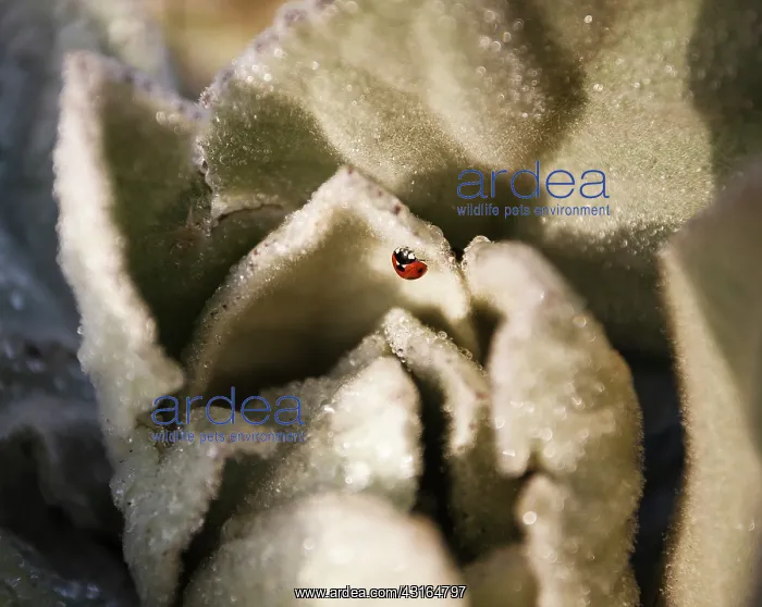 : Common mullein : Common mullein