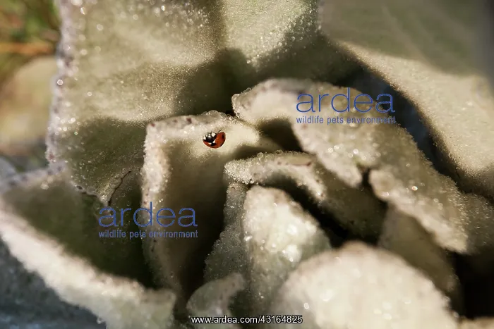 : Common mullein : Common mullein