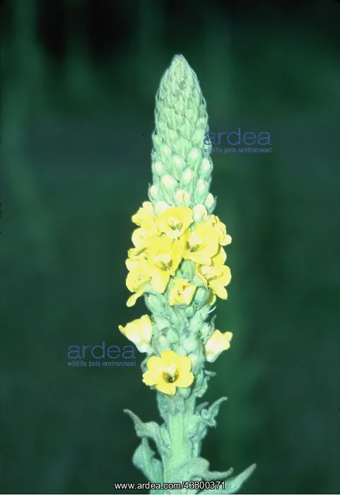 : COMMON MULLEIN-FLOWER HEAD : COMMON MULLEIN-FLOWER HEAD