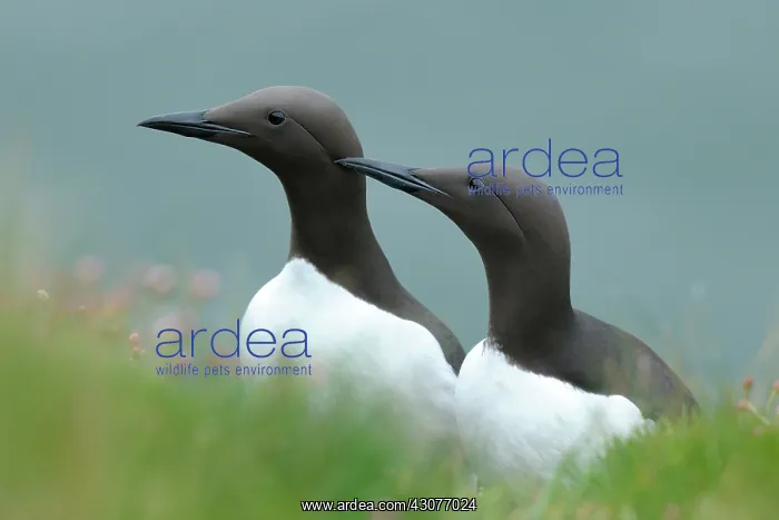 : Common Murre : Common Murre
