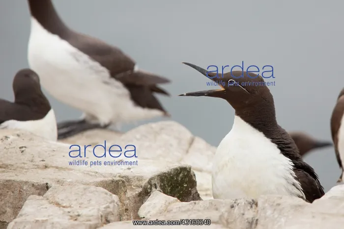: Common Murre : Common Murre