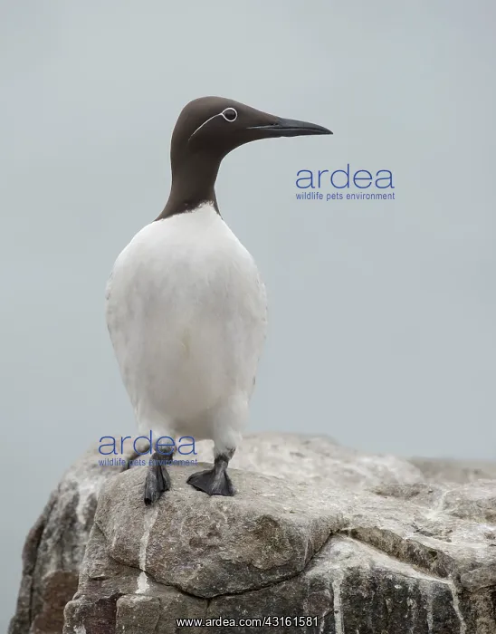 : Common Murre : Common Murre